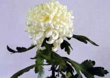 松江 | 茸城深秋正是賞菊好時節，醉白池公園菊展28日開幕