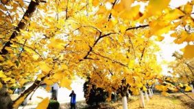 嘉定 | 首個田園綜合體規劃公示，這個村的身價即將大漲