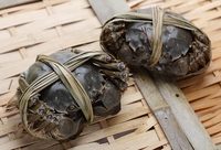 河蟹界“大長腿”轉會，叫價1500萬元？上海“江海21”創國內水產品種轉讓最高價