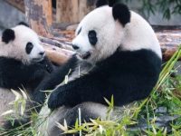 上海野生動物園喊你來看萌寶熊貓，“孩兒”扎堆模式已開啟