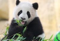 上海野生動物園開啟小動物歡樂節，一批珍稀動物寶寶等待小朋友共度“六一”