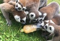 啥是動物園的“動物豐容”？驚呆！宅在家的我們竟然和動物有同樣需求