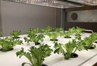 “未來10年，植物工廠將成為最具有投資價值的新型產業之一“