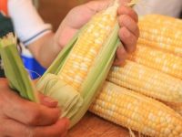 滬郊今年種了4.5萬畝鮮食玉米，為何這個品種的畝產值是面上的10倍？