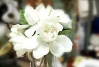 畢業季，空氣里都是梔子花味道，傳統“香花三絕”現在為何少見了？