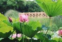 去顧村公園賞荷，有88個荷花品種，還能順便看世界杯