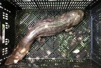 上海一公園人工湖內驚現“四腳怪魚”，該物種曾“神出鬼沒”，咬破保安褲管