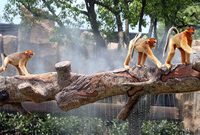 上海野生動物園，盛夏“水域探秘”