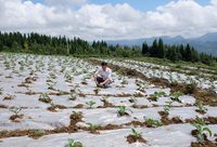 從上海來到貴州，他在深山里造出一個“蔬菜王國”
