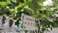 金融機構紛紛投身金山鄉村振興，一口氣推出46種金融服務項目