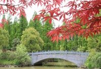 又到賞楓好時節，東平國家森林公園喊你去看滿園紅葉