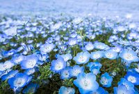 外太空開放的第一株花在這座公園長瘋了！鋪開1萬多平方米花毯