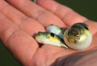 不用再“拼死吃河豚”了！崇明有了能安全吃河豚魚的餐廳