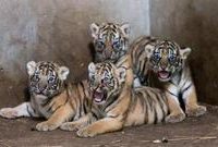 上海市民為動物園“小虎隊”取名結果揭曉！一只叫“安比”，一只叫“云雀”……