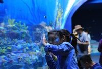 360度全息球幕影院，全球最大企鵝“超級碗”……帶你探秘上海海昌海洋公園