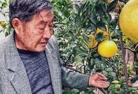 民間有高人！這個七旬老人在一棵樹上同時培育出11種水果
