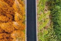 上海一條路上驚現“撞色”水杉！還有哪些賞杉“打卡點”？
