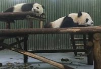 上海動物園大熊貓“星二”明啟程回成都大熊貓繁育基地，僅剩的“雅二”會不會寂寞？