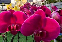 昔日“五違”地塊，“長”出美麗蝴蝶蘭！閔行綠亮花博園開園，蝴蝶蘭比網購還便宜一半