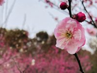 長三角賞梅勝地梅花陸續盛開，錯過梅花盛放美景又得再等一年！