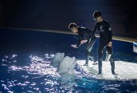 長風海洋世界一對白鯨姐妹花要去冰島生活啦，明天最后兩場謝幕演出等你來