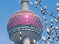 玉蘭盛放，鷗鷺翔集——申城入春！