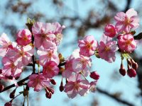 上海“櫻花大道”正盛！分不清桃李梅杏櫻？辨花攻略在此