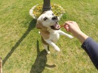 養犬條例施行八年執法過于寬松，上海人大將啟動立法后評估