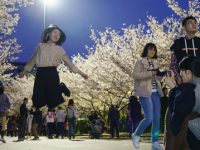白天賞櫻花的人太多，你知道上海的“夜櫻”有多美？