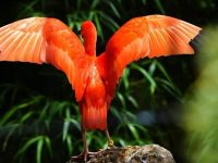 上海動物園一大波“珍鹮”來了，還沒成年的它們正在越變越“紅”