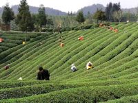 1700公里以外的鋅硒茶來上海奉賢找“伯樂”