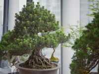 到世界最高的室內中國園林，看一場古典與當代交融的盆景展