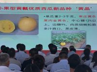 今后，哪個西瓜品種有望取代“8424”？這一批新品種、新技術將讓上海市民更有口福
