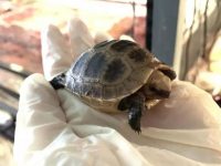 上海動物園進入烏龜集中孵化季，原來照顧龜龜新生兒是個如此辛苦的技術活兒