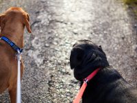 養犬管理條例執行不到位？ 職能部門答復代表：設流浪犬收容點，建網上領養機制