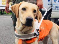 上海第一條導盲犬過11歲生日啦！“爸媽”說：如果失去它，感覺生活沒了希望