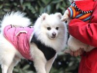 上海警方搗毀一內外勾結賣狗證團伙，將“二次回訪”剔除烈性犬