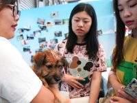 收容犬求領養，家寵犬相親忙……亞洲寵物展迎首個公眾開放日