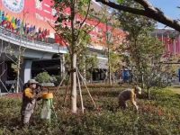 六天進博會，“四葉草”里“紅白藍黃”四種顏色傳遞上海醫療溫度