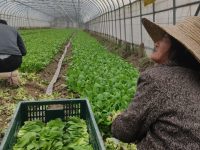 上海農民為何愛“養地”，地力指數、蔬菜物價、茭白等保險全國領先
