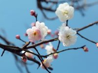 被“春光明媚”騙了，上海早梅花居然開了！比傳統花期提前一個多月