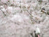 櫻花季斷檔了？粉白色的救兵正火力全開，800米“云霞”醉人