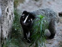 天氣暖了，上海動物園的果子貍剛剛“醒來”不久，它們可不是病毒宿主