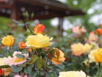 顧村公園月季花開了！芬芳滿園，品種多達128種