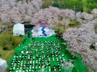 上海最大的櫻花公園里，最風雅的櫻花季在云端等你