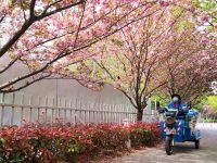 下起粉雨，鋪上花毯，上海首條“落花不掃”道路留住溫暖春色