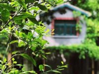上海武康路的“網紅”小樓，換一種方式打開