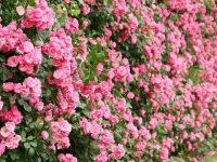 1500米水泥墻忽然變成“少女粉”，這種花已經爬到了高架上