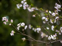 奇怪，上海多座公園的櫻花開了，為何要說別抱太大期望？