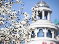 白玉蘭近兩年三次刷新最早開花記錄，今年5月還要實現“史上最晚”